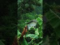 Tropical Rain in the Jungle 🌧️ Relaxing Nature Rain Sounds