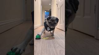 Smart Pug ‍ #smart #smartdog #pugdog #pug #dog #dogshorts #shorts