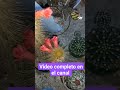 FLORES DEL DESIERTO