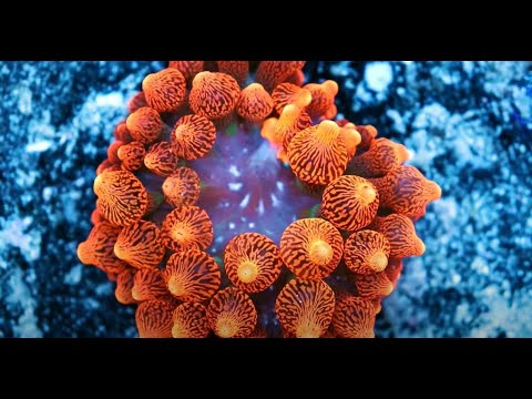 Video: Anemone Blomster: Tips til Anemone Plantepleje
