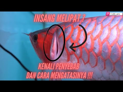 Video: Apakah yang dilakukan oleh insang?