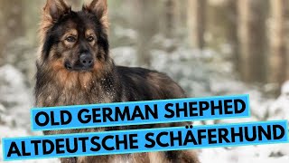 Old German Shepherd - TOP 10 Interesting Facts - Altdeutsche Schäferhund screenshot 4