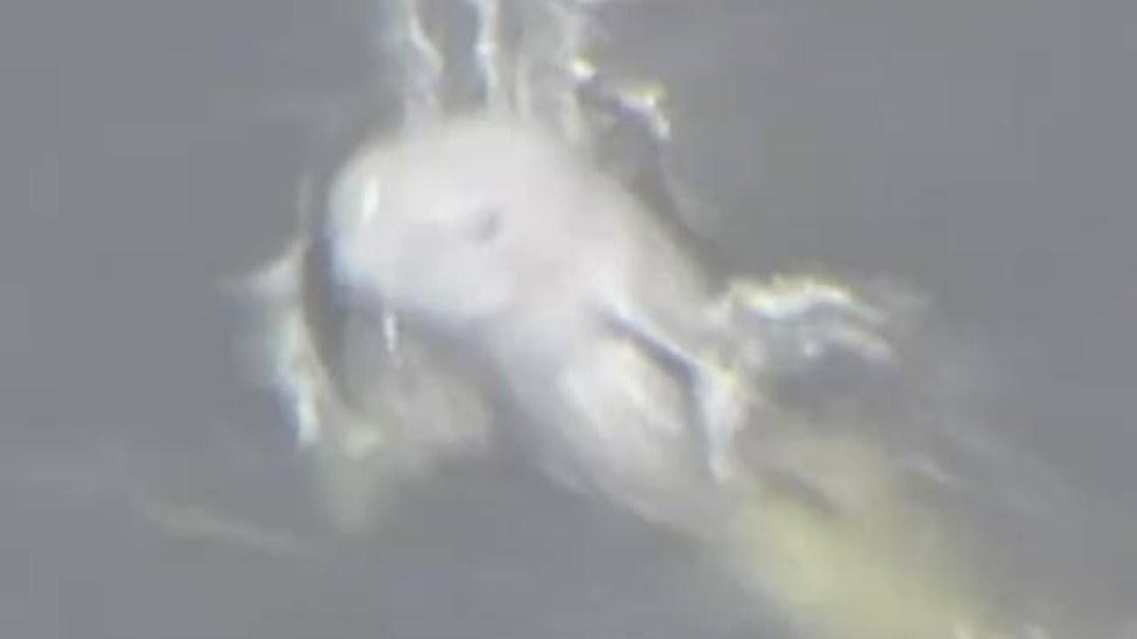 名古屋港で泳ぐスナメリの姿をとらえた！「この時期にこれだけの数が確認できるのは大変珍しい」貴重映像