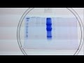 Electroforesis de proteínas en gel de poliacrilamida (SDS-PAGE)