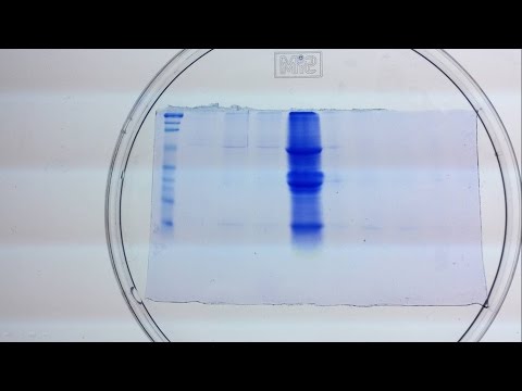 Video: ¿Para qué se utiliza el azul de Coomassie en la PÁGINA SDS?