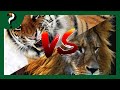 BATALHA ANIMAL: TIGRE VS LEÃO - Descritiva Selvagem