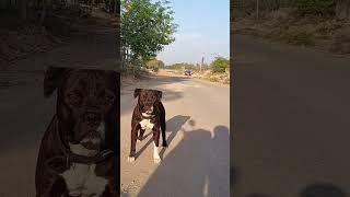 Top Pitbull Stud Apbt Pitbull Dog In India