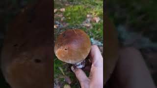 Боровик - Белый гриб в середине сентября #nature #грибы #боровик #белыйгриб