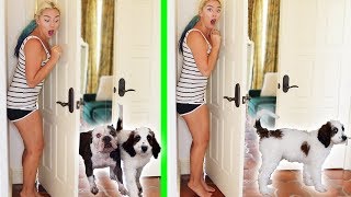 PLAYING HIDE AND SEEK WITH MY DOGS!! EXTREME CHALLENGE!
