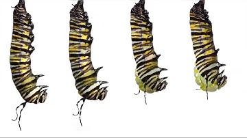 21888026 528676164147335 6423292799994560512 n