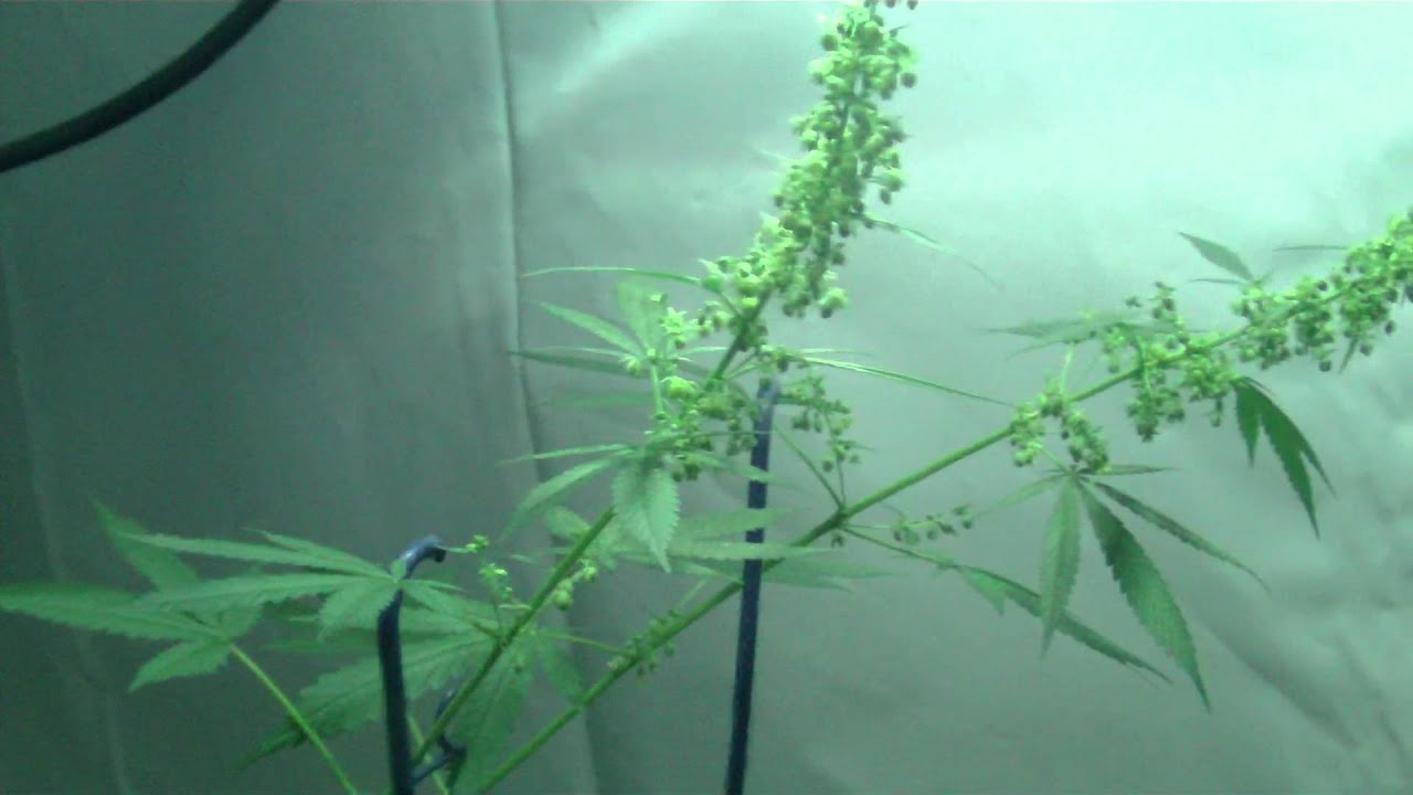 Breeding 101 By Slyy8585 Day 29 HD