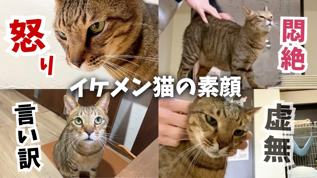 【保護猫】人が好きすぎるイケメン猫の真の素顔とは...