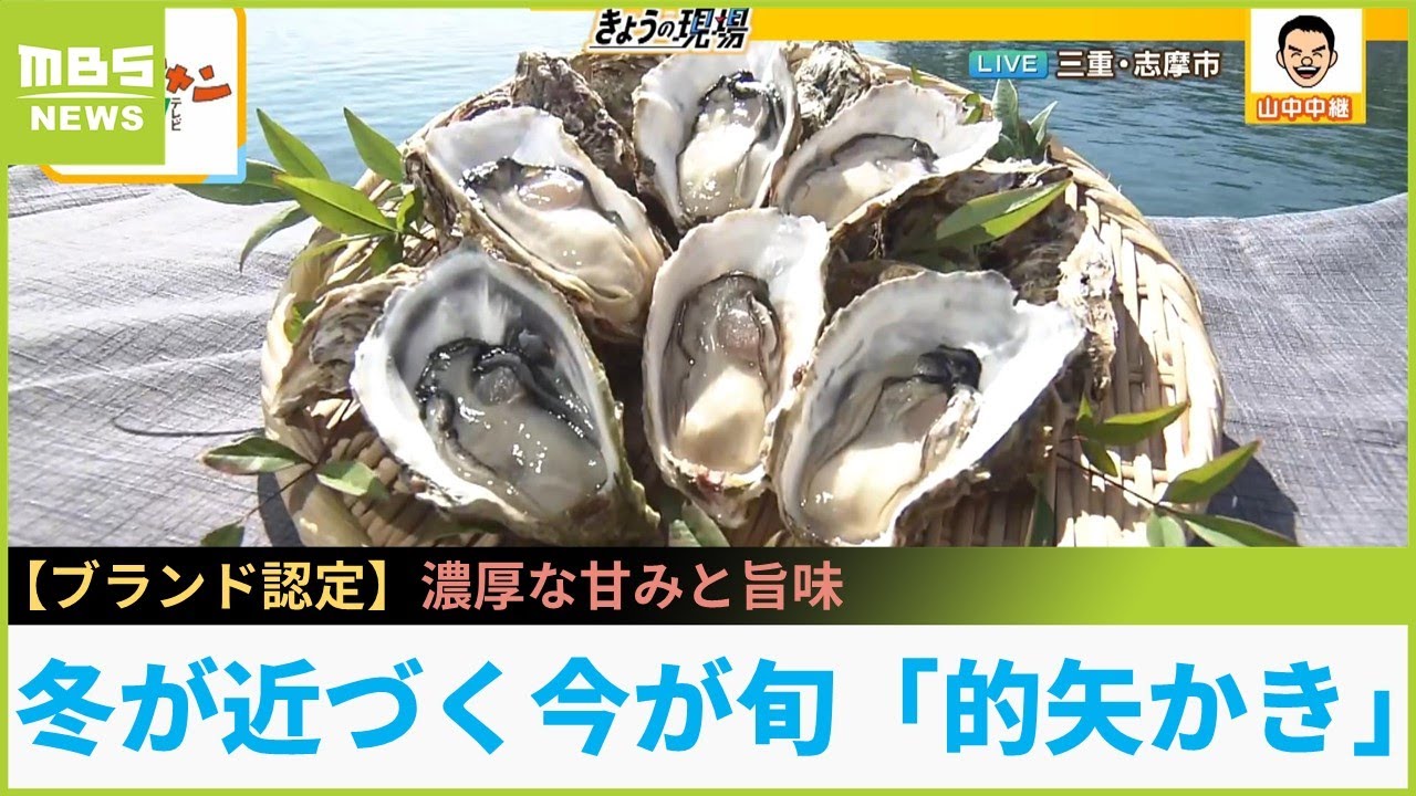 食通も絶賛！三重県の高級ブランド「的矢かき」...冬が近づく今が旬！甘みと旨味が凝縮されたカキの魅力をお届け　志摩市・佐藤養殖場【現場から生中継】（2023年11月8日）