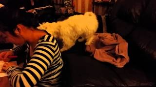Benjamin The Maltese Annoys Amy