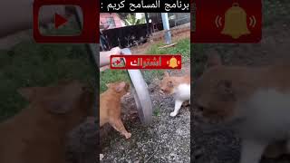 كيف يخلّف القطط في برنامج المسامح كريم؟
Unbelievable! These Cats Just Got Amnesty! What Happens Next