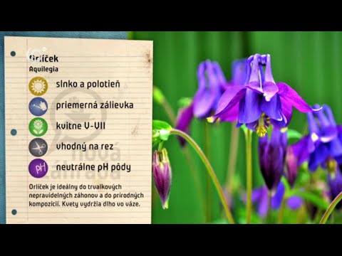 Video: Kvetinové záhradníctvo: Ako založiť kvetinovú záhradu
