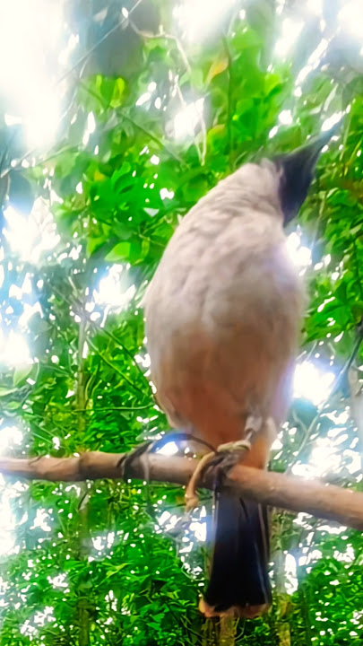 panggilan kutilang muda suara alami