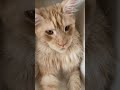 Гера🐈 именинник🥳 2 года😻🎉 Мейн-кун (maine coon)