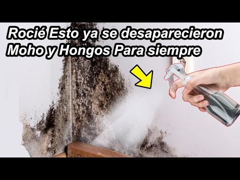 Rocié solo Esto y se desaparecieron el MOHO y HONGOS de mi Casa por siempre