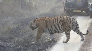 Kanha Tiger Reserve National Park with the Gond and Baiga Forest tribes of India