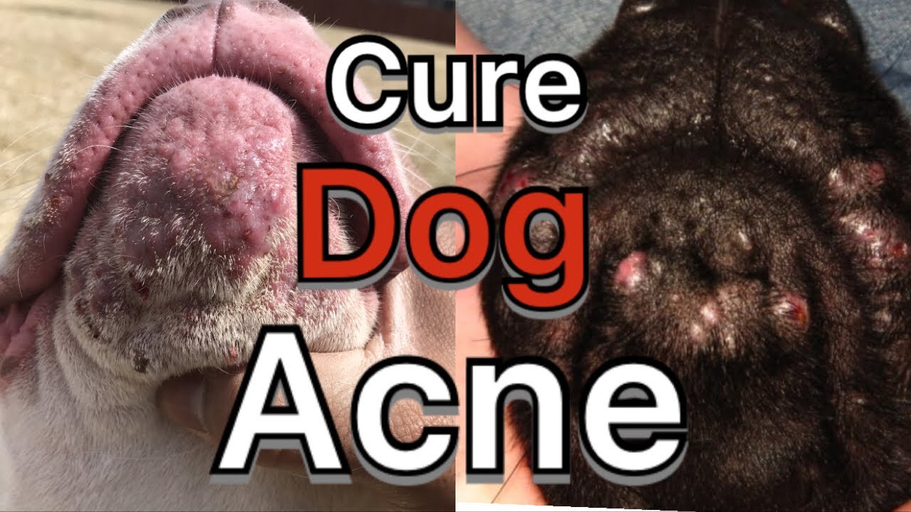 how to treat dog acne around mouth