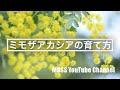 ミモザアカシアの育て方
