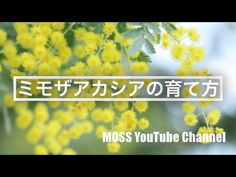 ミモザアカシアの育て方 Youtube