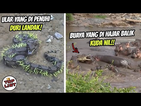 Video: Pemangsa Tidak Dikenali Di Daerah Tula - Pandangan Alternatif