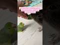 That Was Rude‼️Funny Pets Comedy Show😂#funnypets #funnypetsofyoutube #funnypetsvideo #funnyanimals