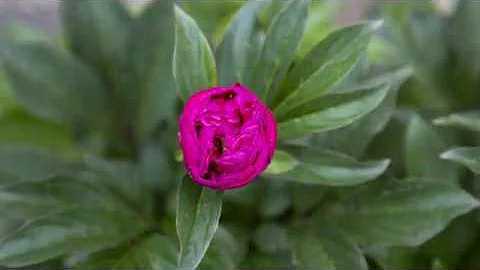 Come mai la peonia non fiorisce?