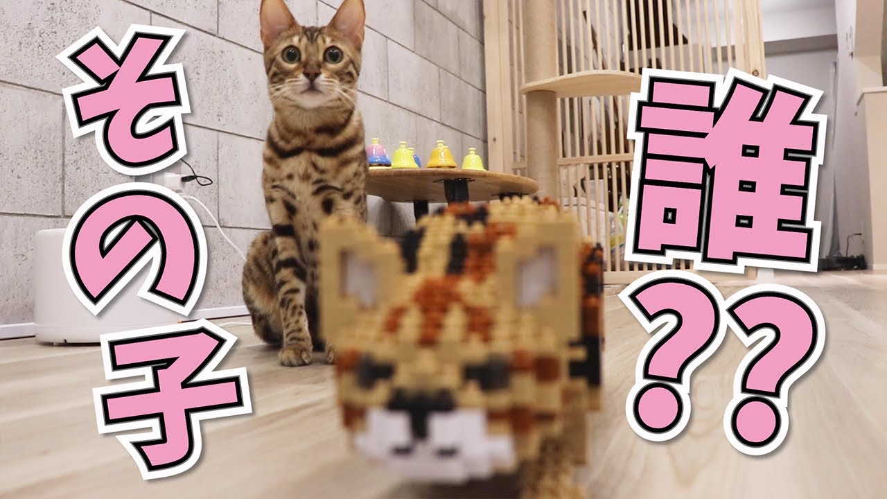 ねこ様とブロック】レゴブロックの上位互換！？JEKCAジェッカブロック