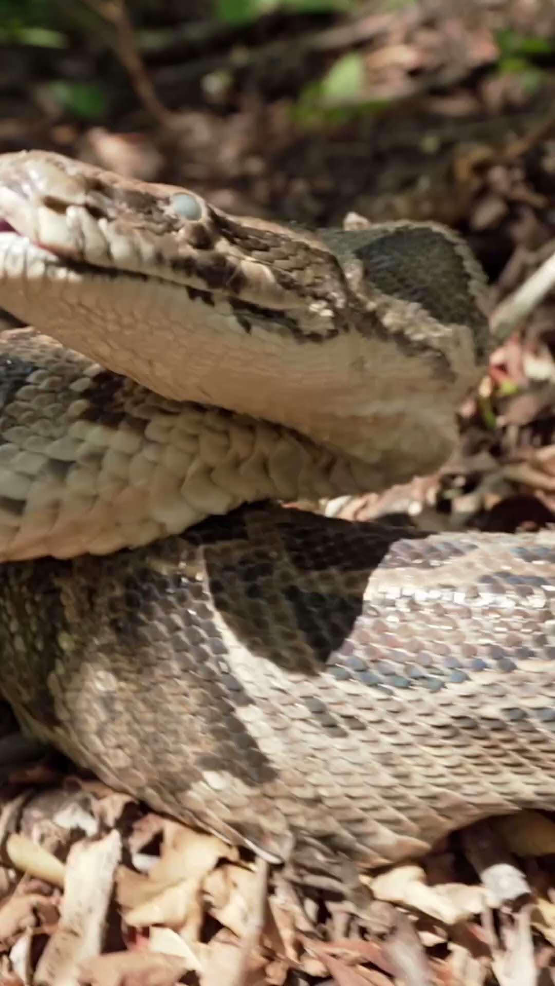 Hunting Dog Tracks Down Pythons ?? | Swamp People: Serpent Invasion | #Shorts