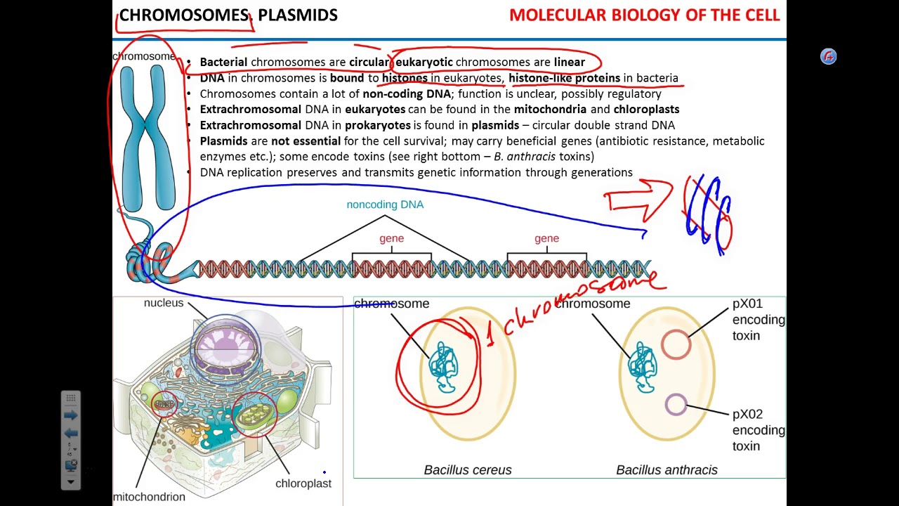 Gene expression - YouTube