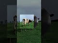 We too, love Atom Heart Mother #pinkfloyd