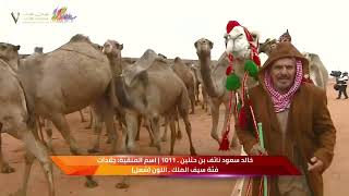 🎥 | عروض فئة سيف الملك للون الشعل🐪 ضمن منافسات #مهرجان_الملك_عبدالعزيز_للإبل7   #همة_طويق