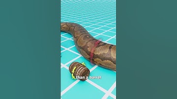 Thumbnail of The Snake That Could Eat Crocodiles 😱