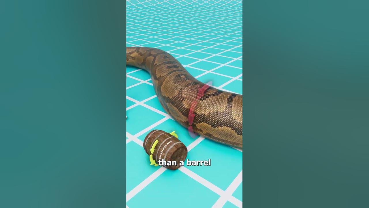 The Snake That Could Eat Crocodiles π± The Snake That Could Eat Crocodiles π±