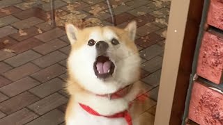 ペットホテルでのさみしさを必死に訴える柴犬→喜び大爆発