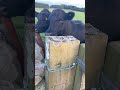 None of these #cows have ever seen a #toypoodle before by the looks of it!