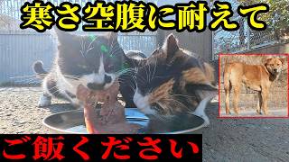 ニャーニャー鳴いて空腹を訴える猫にご飯をあげると・・・さくらねこへのエサやり【視聴だけでも猫を助けることになります】支援者様 視聴者様 猫たちに神のご加護を!野良猫の感動猫動画 食事中はにこねこまるけ