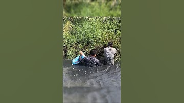 Crayfish vietnamese | Cách bắt tôm CÀNG XANH cực dễ Ở MIỀN TÂY #tomcanhxanh #crayfish