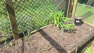 GROWING CANNABIS OUTDOORS IN BEAUTIFUL BRITISH COLUMBIA CANADA. AGENT ORANGE AND AFENT KUSH