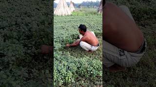 Green Amaranths Harvesting