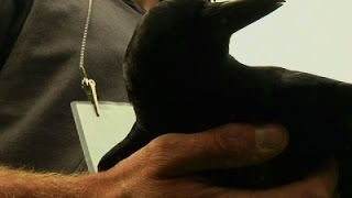 Famous Crows Use Their Big Brains to Learn About Death Profile