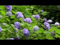 京都 府立植物園のあじさい Hydrangeas in Kyoto Botanical Garden(2015-06)