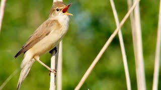 Download Lagu Marsh warbler (Acrocephalus palustris) imitating other birds MP3 Download Lagu Marsh warbler (Acrocephalus palustris) imitating other birds MP3