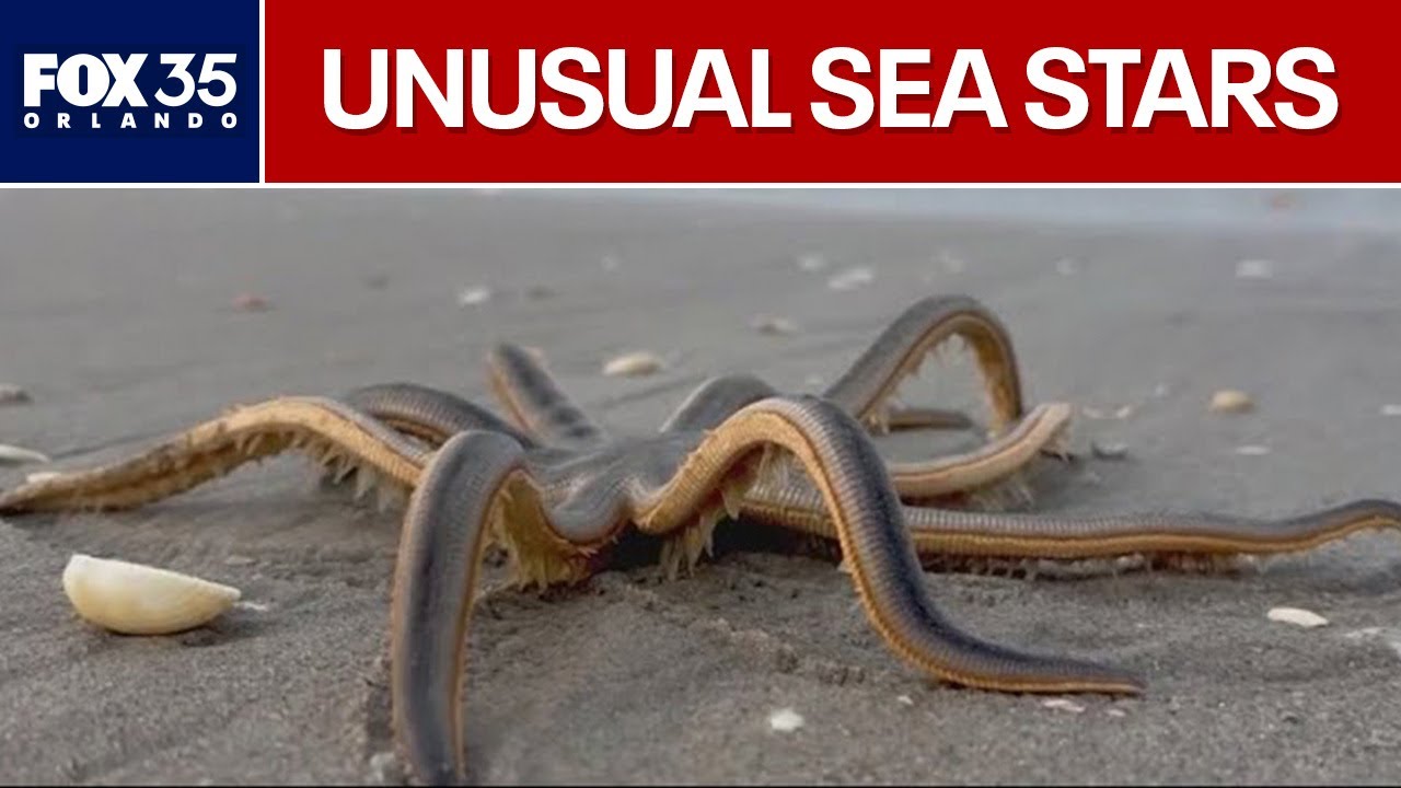 Unusual surge of 9-armed sea stars reported along Florida’s Space Coast