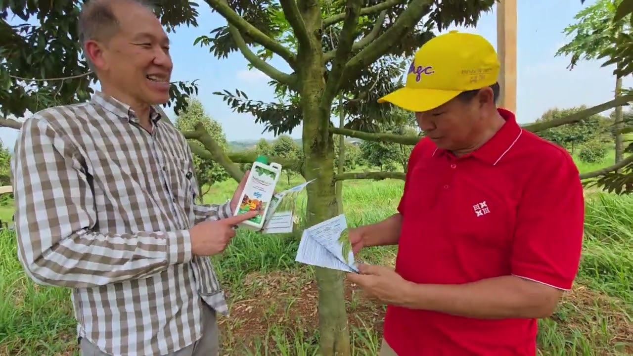 ILMU MERAWAT POHON DURIAN ,ILMU LENGKAP DALAM 1 KONTEN PINTAR BERKEBUN DURIAN
