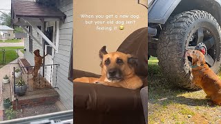 Dogs Doing Funny Things  Best of June 2023