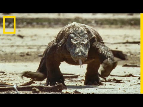 Vidéo: L'île De Komodo Ferme Ses Portes Parce Que Des Dragons Se Font Voler